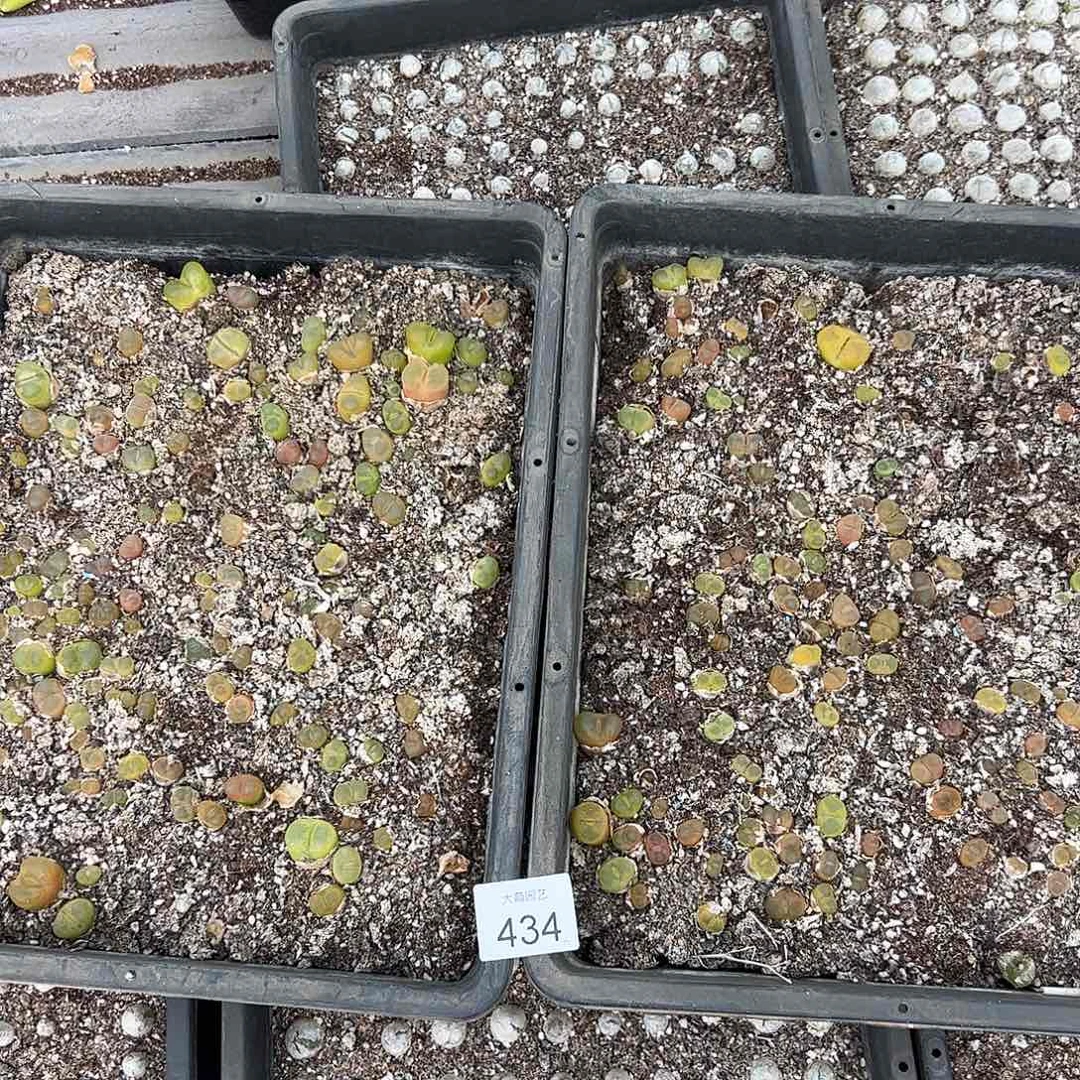 量拍以下1框清框脱土发无售后434