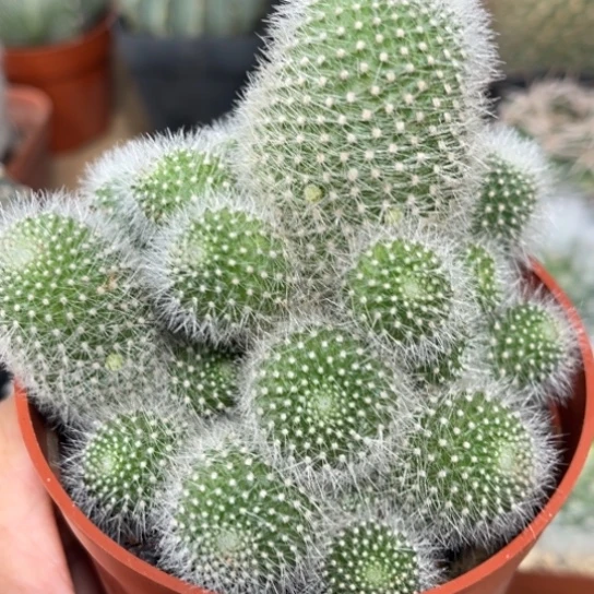 完全开放实生雪丽山群