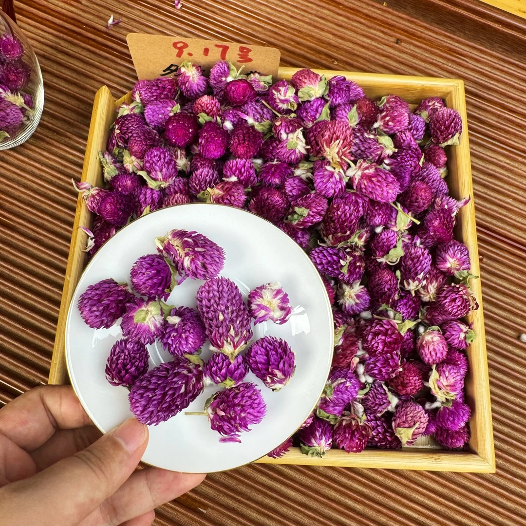 大理头采紫巧梅 花中紫宝石 冬青严选