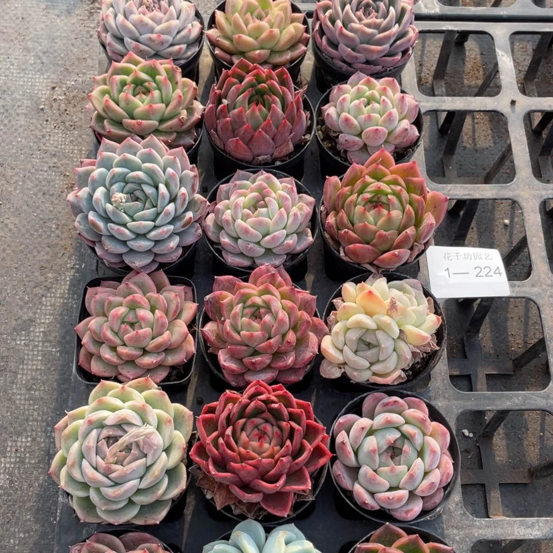 一物一拍18颗1-224