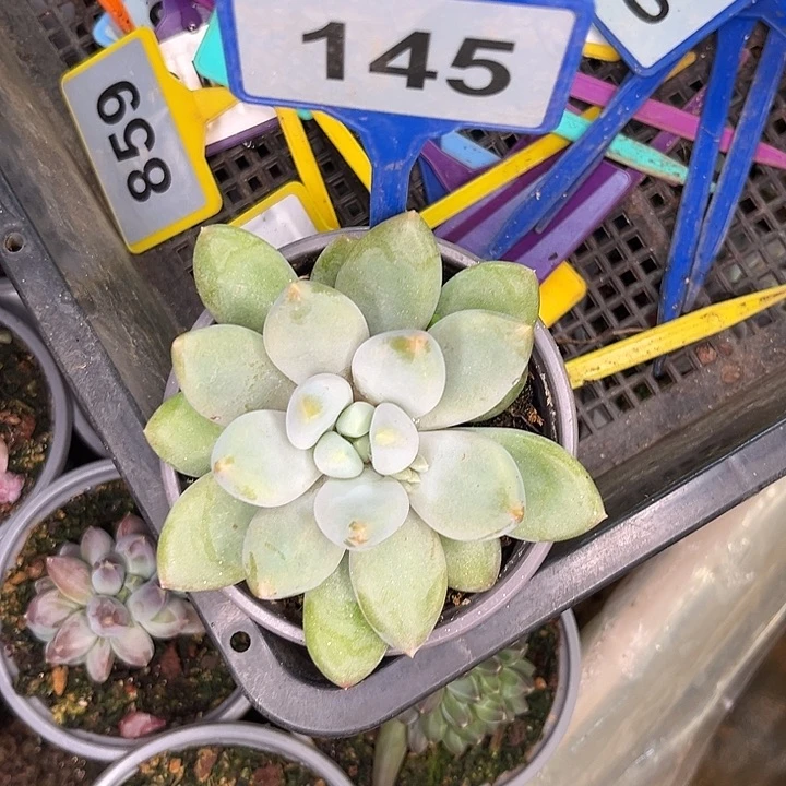 多肉植物胖体哥特145