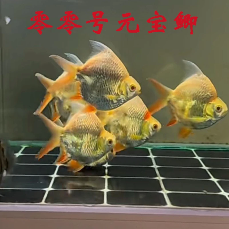 00号泰国进口元宝鲫龙鱼混养热带鱼混养热带观赏鱼