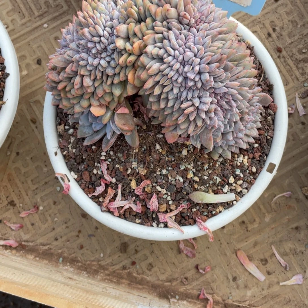 256号星影缀化多头