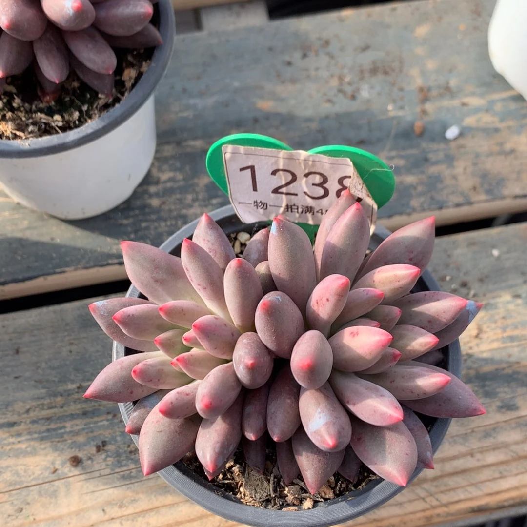 艾***）粉体水晶球无砍1238