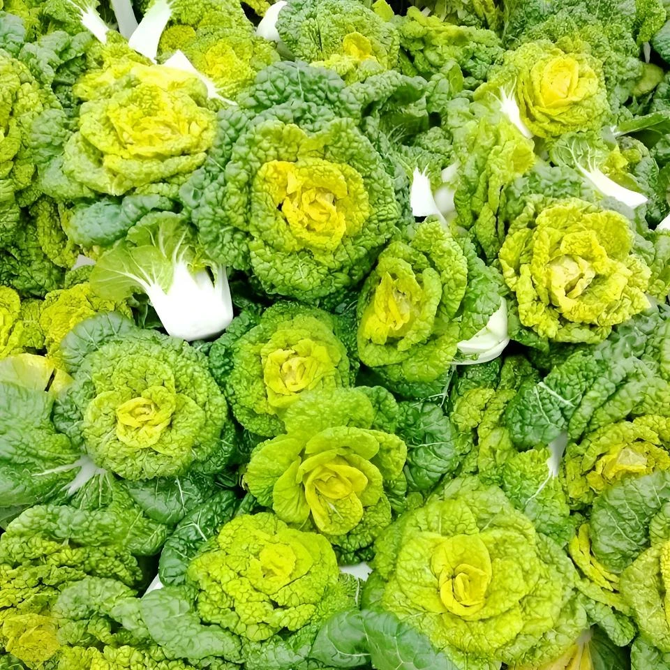 现挖现发新鲜黄心乌泡泡菜 黄心菜黄心乌塌菜农家自种涮火锅蔬菜
