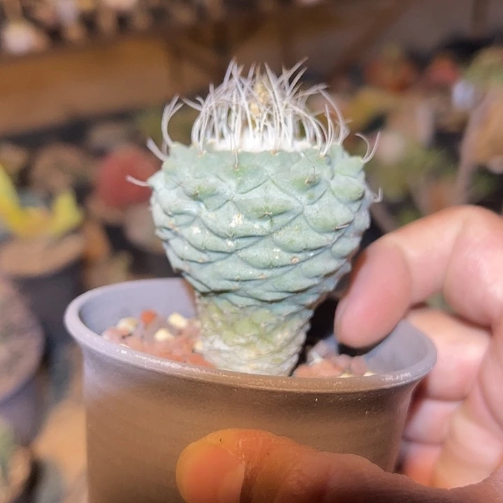 满38包邮2天凑单，脱土晾根发货多肉植物实生大菊水