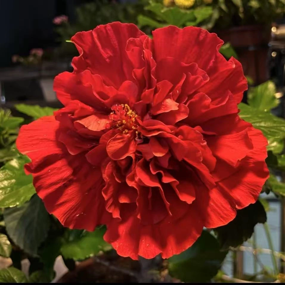 红色重瓣【丹麦美杜莎】大花木槿盆栽庭院阳台耐热耐晒花卉易养护