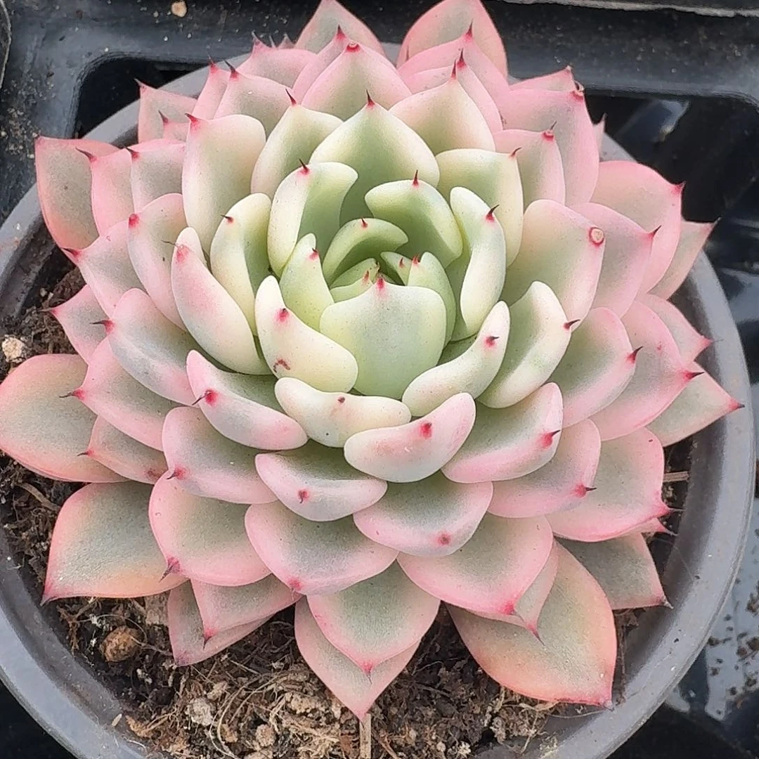 吉尔巴玫瑰一物一拍