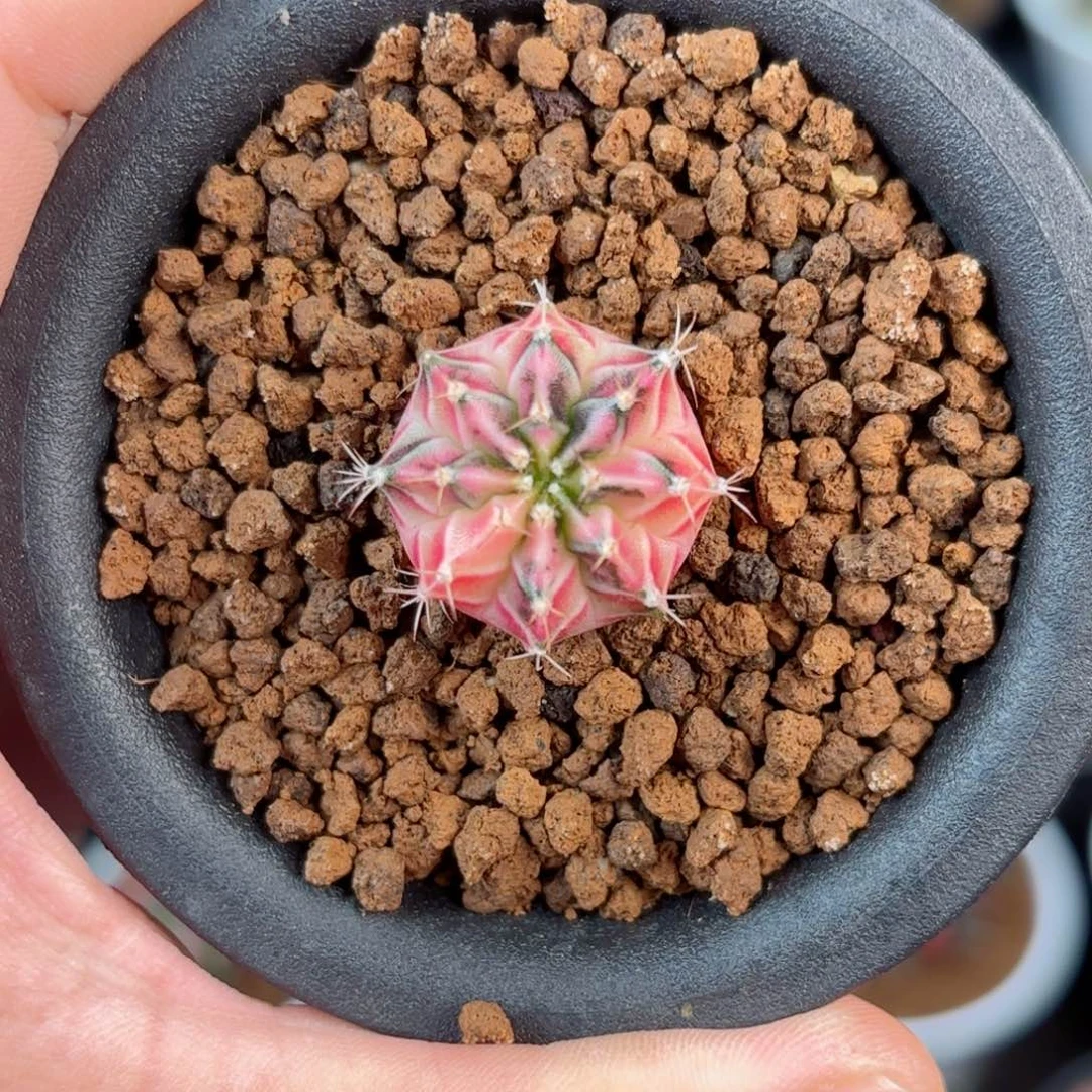 泰系米哈彩虹梦仙人球409