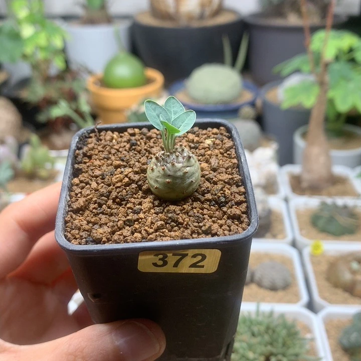 实生羊玉大戟带盆福利