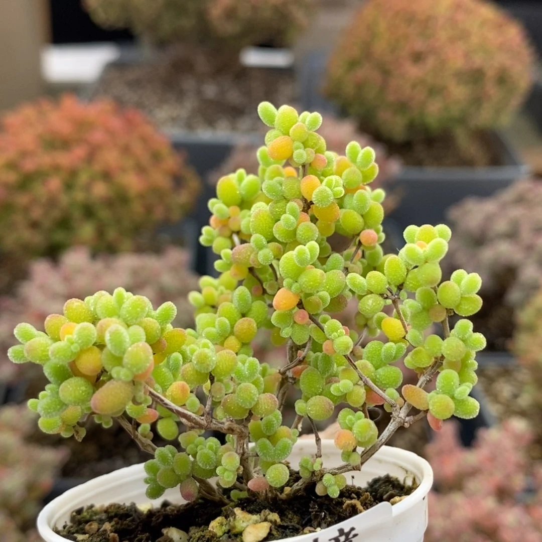 蜜橘糖球5273枝干番杏