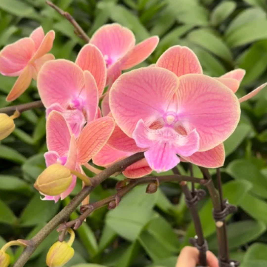 蝴蝶兰【唯美】3.0没有花剑没有花苗子仙气飘飘大舌头有损伤