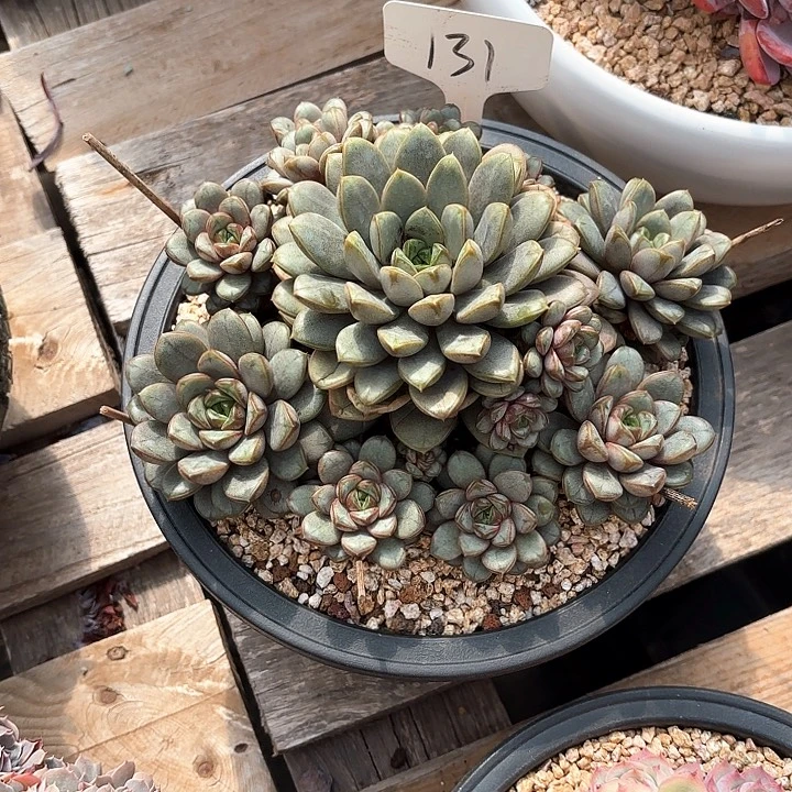 多肉植物，葡萄131号