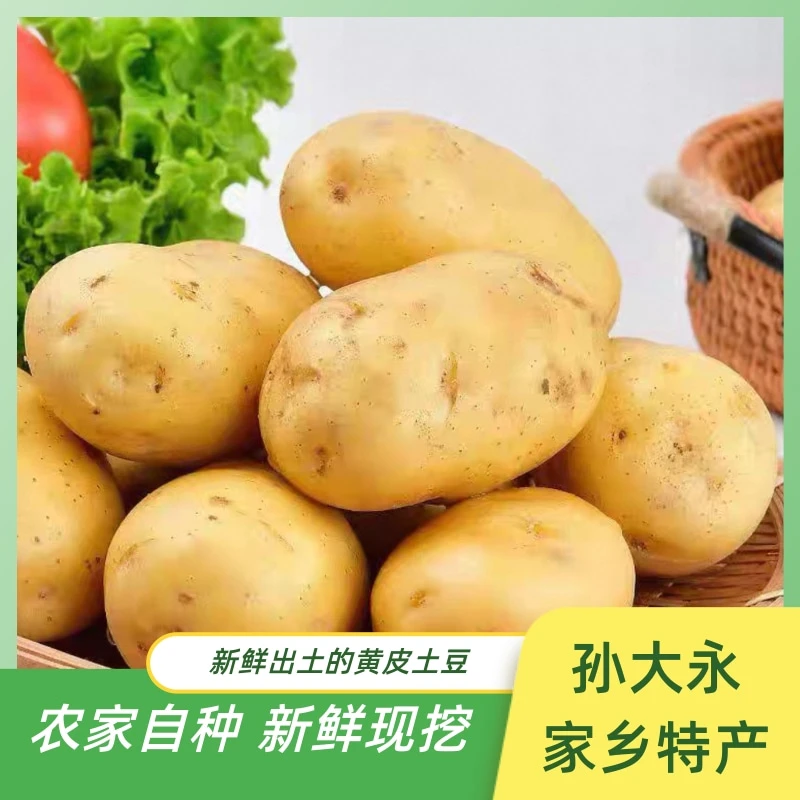 【孙大永新鲜土豆】2025年农家自种黄皮土豆