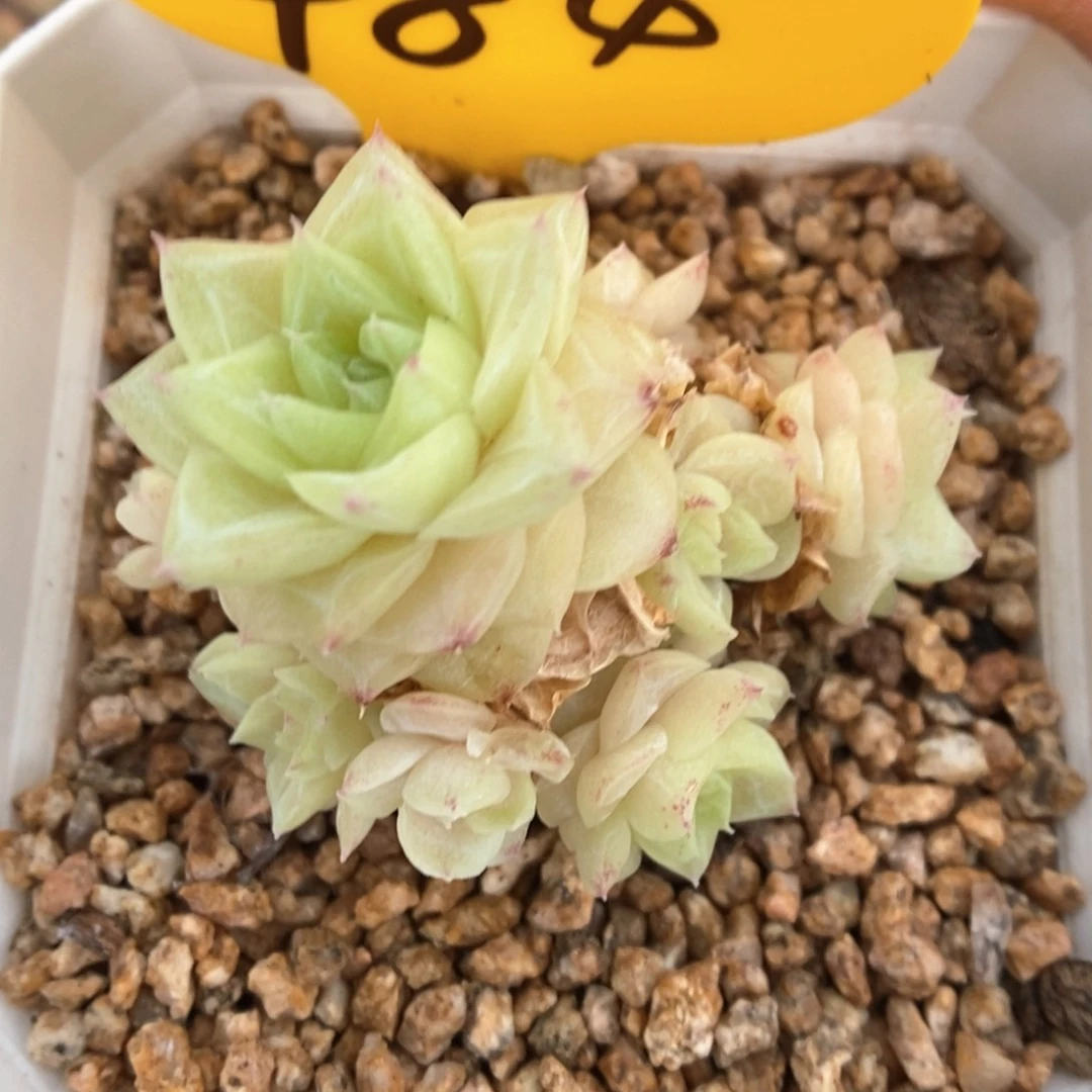 狗***板女王麦秆484号。
