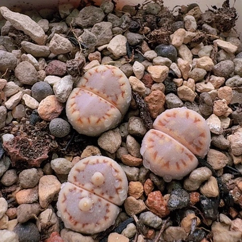 2162,171饼干脱土发货