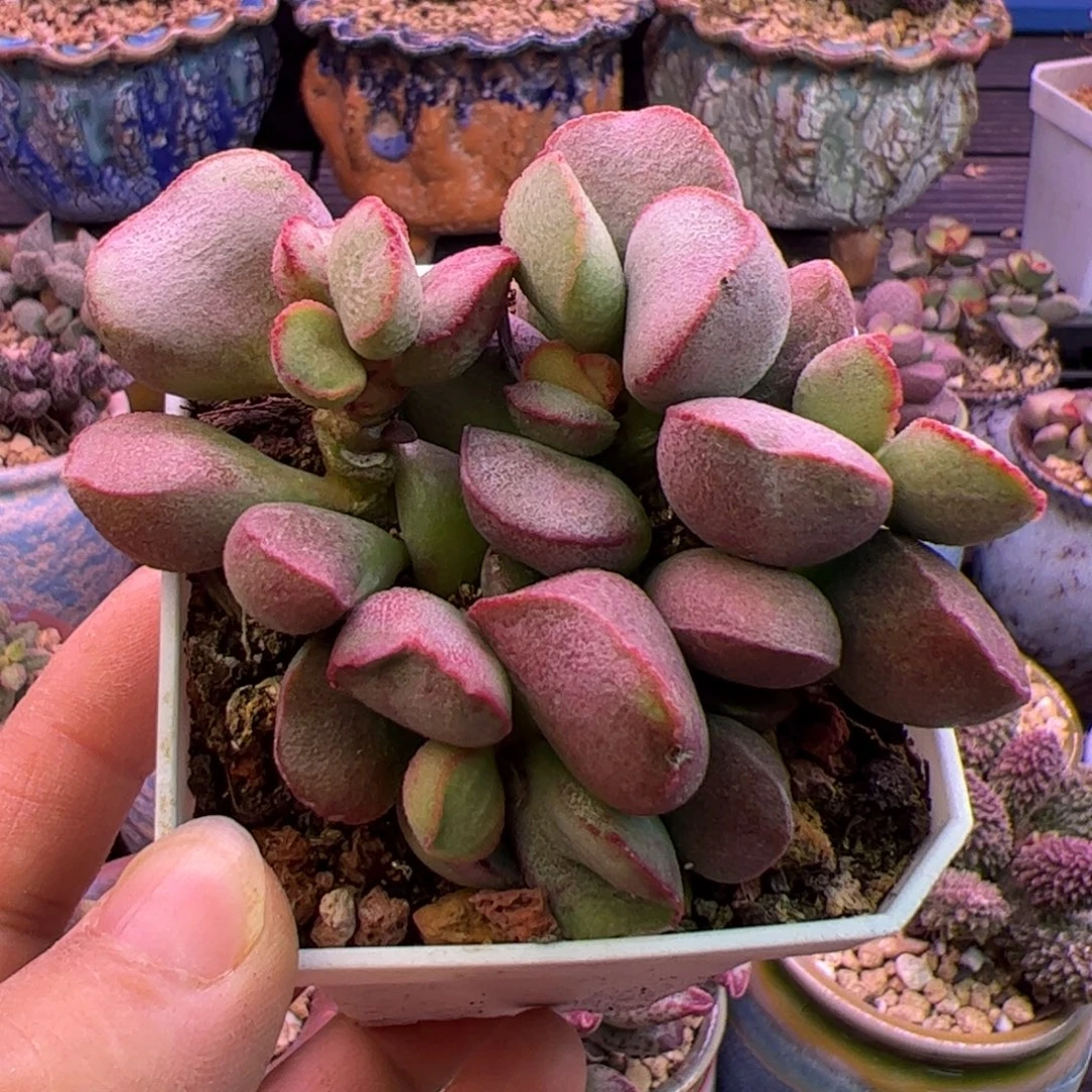 黛安娜 啦啦啦啦啦啦啦啦