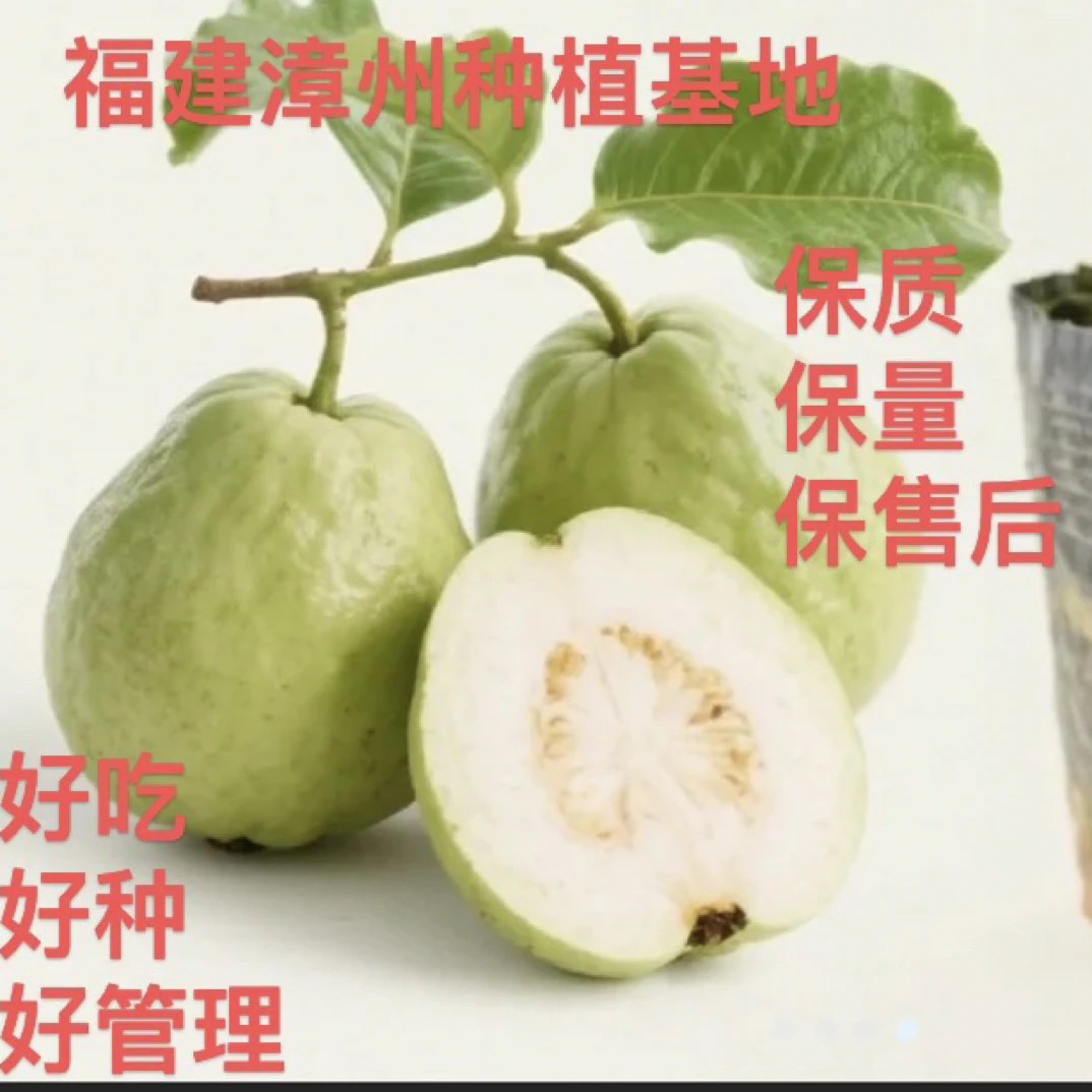珍珠帝王红宝石粉红蜜胭脂红一物一拍，阳台庭院可种植