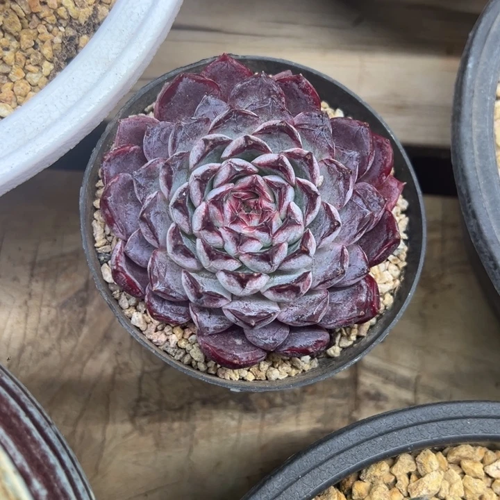 蓝莓挞 单头 夏鸣园艺