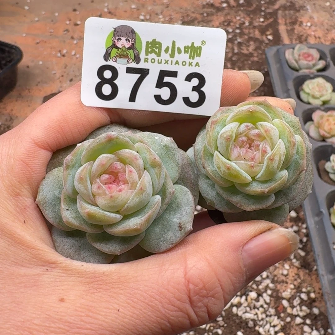 暴***子多肉植物多肉植物