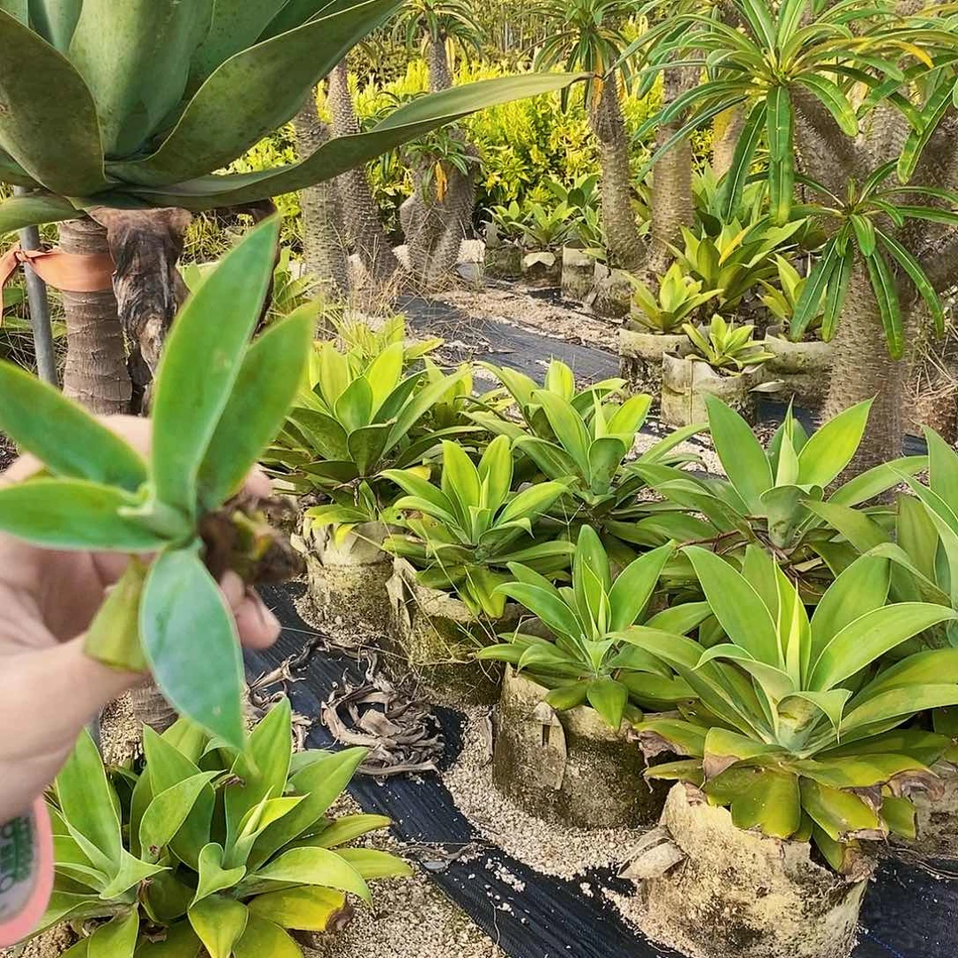 狐尾侧芽一颗1111