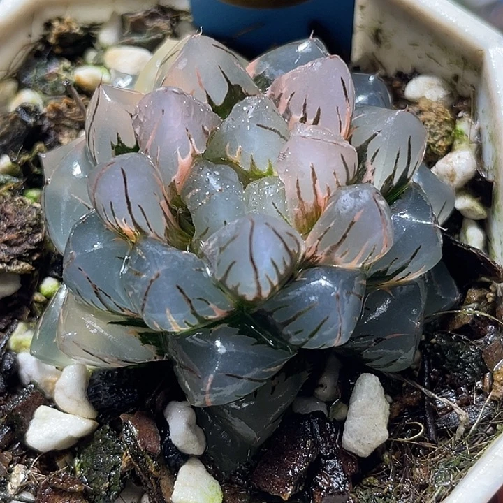 664水中虐锦特选福利