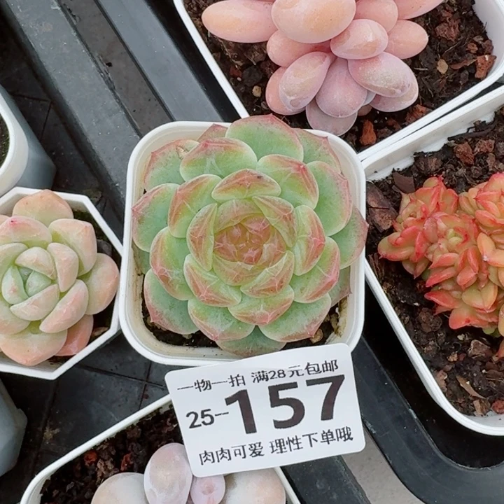 无尽灯无盆土发货无