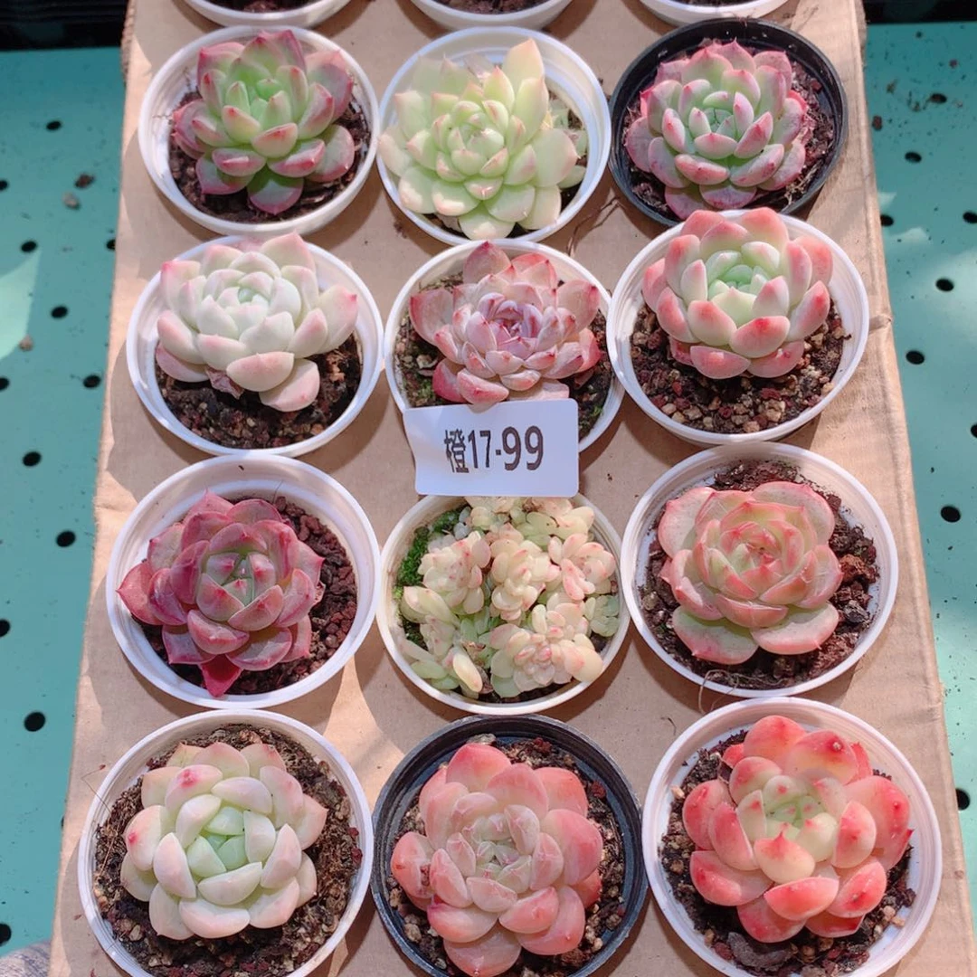 17-99一物一拍多肉带盆18颗