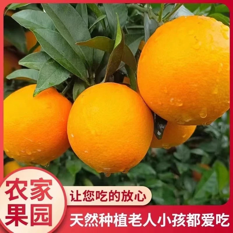 【京东快递】信丰赣南脐橙产地直发新鲜采摘包邮皮薄肉嫩赣南脐橙