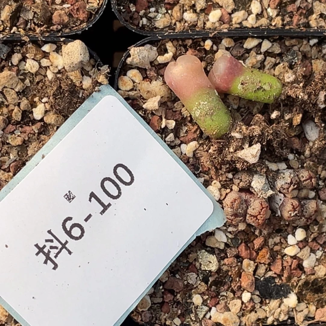 雯***26-100肉锥多肉植物