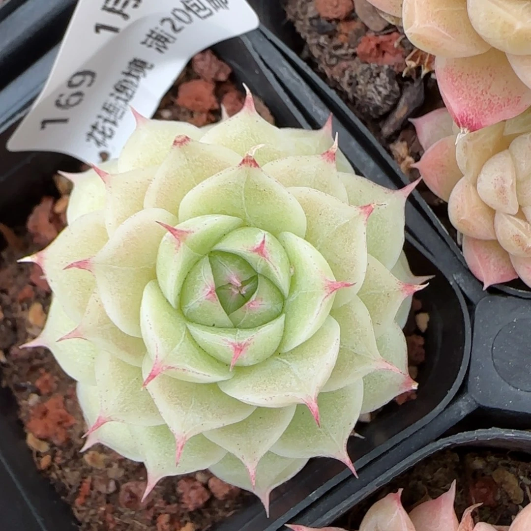 花语逸镜0129-169