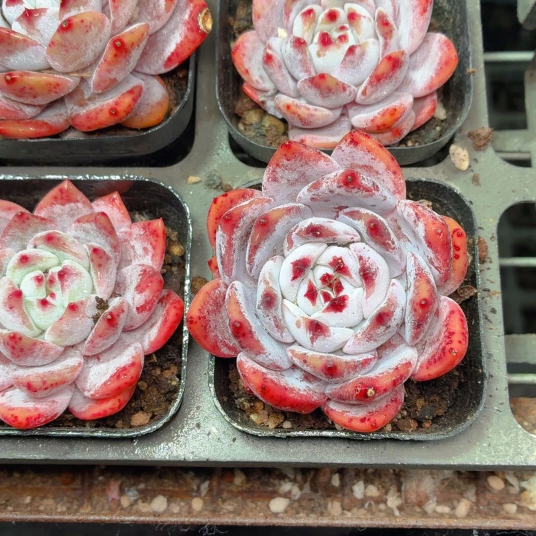 橙梦露多肉9.9包邮发货