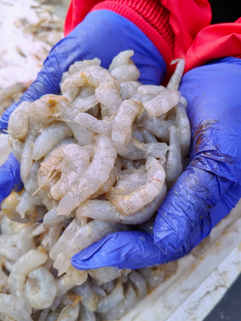 青岛本地野生白虾虾仁