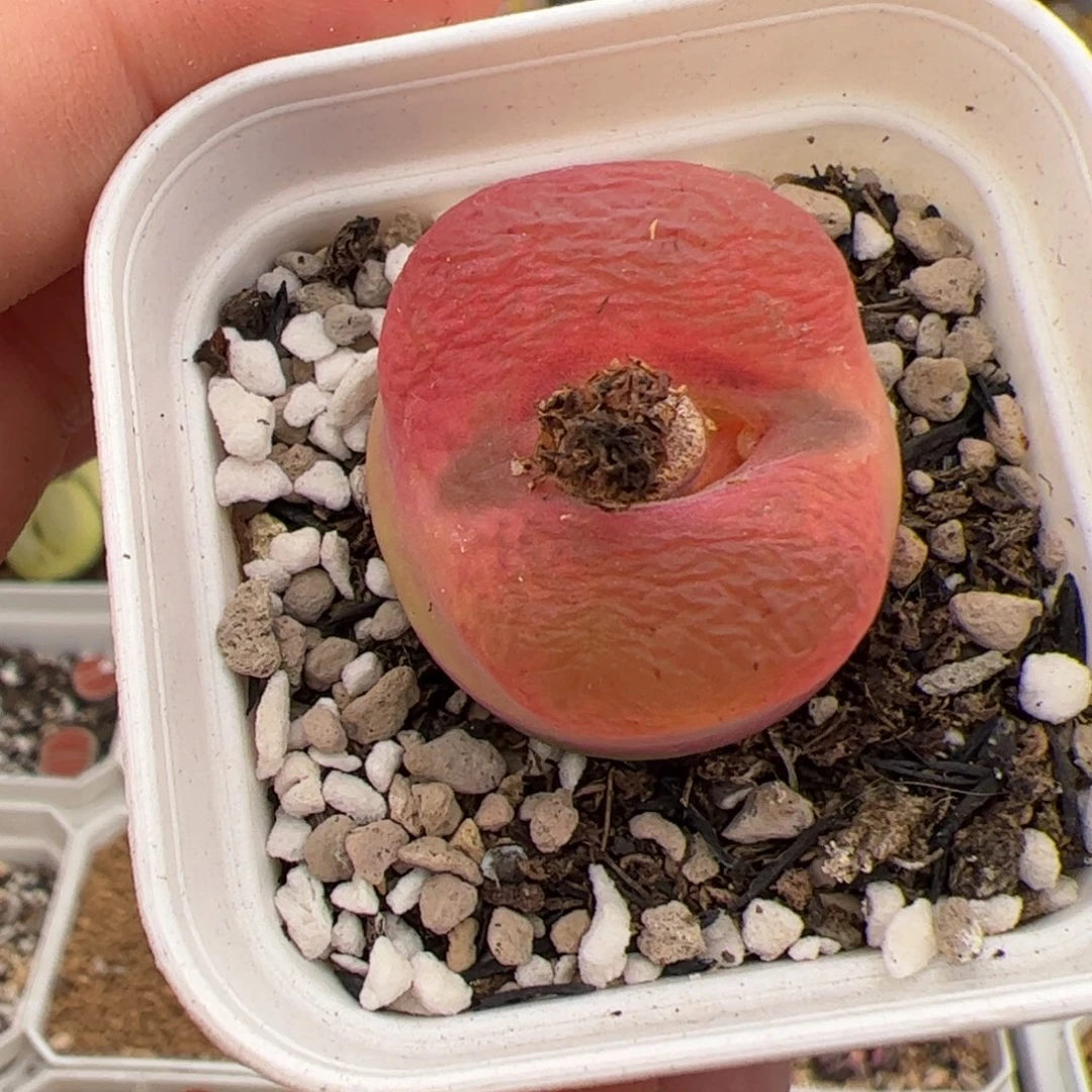 0218号毛 多肉植物