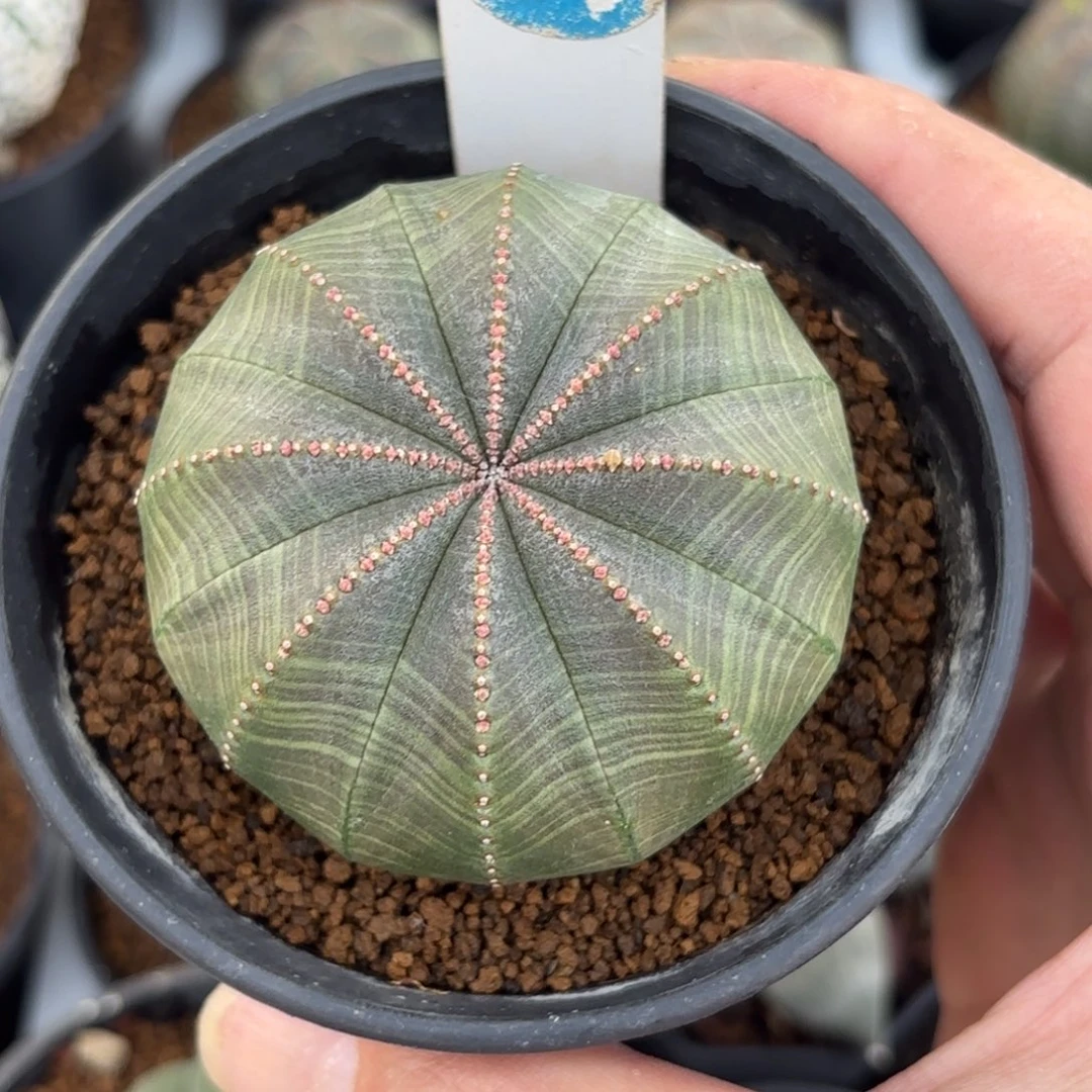 500实生欧版布纹球带盆带土发货