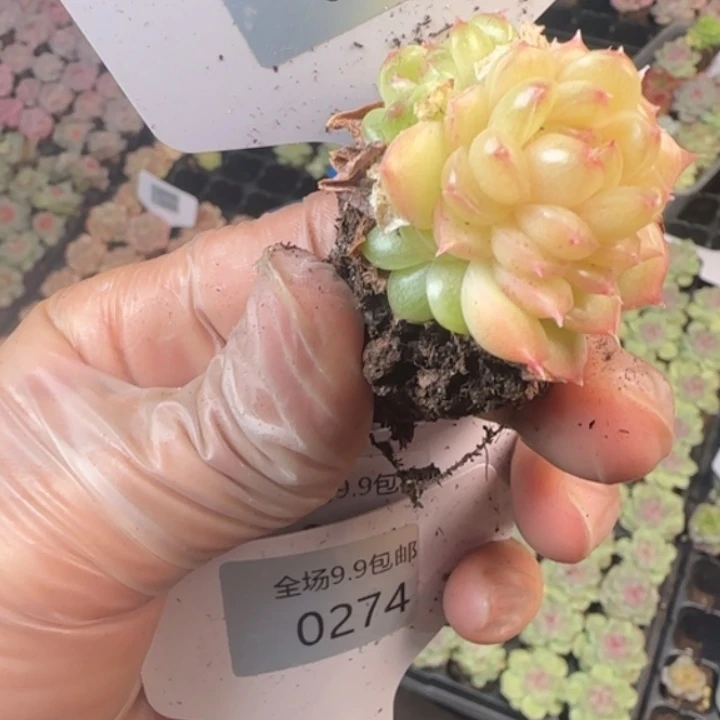 273珠光麦秆  加库存