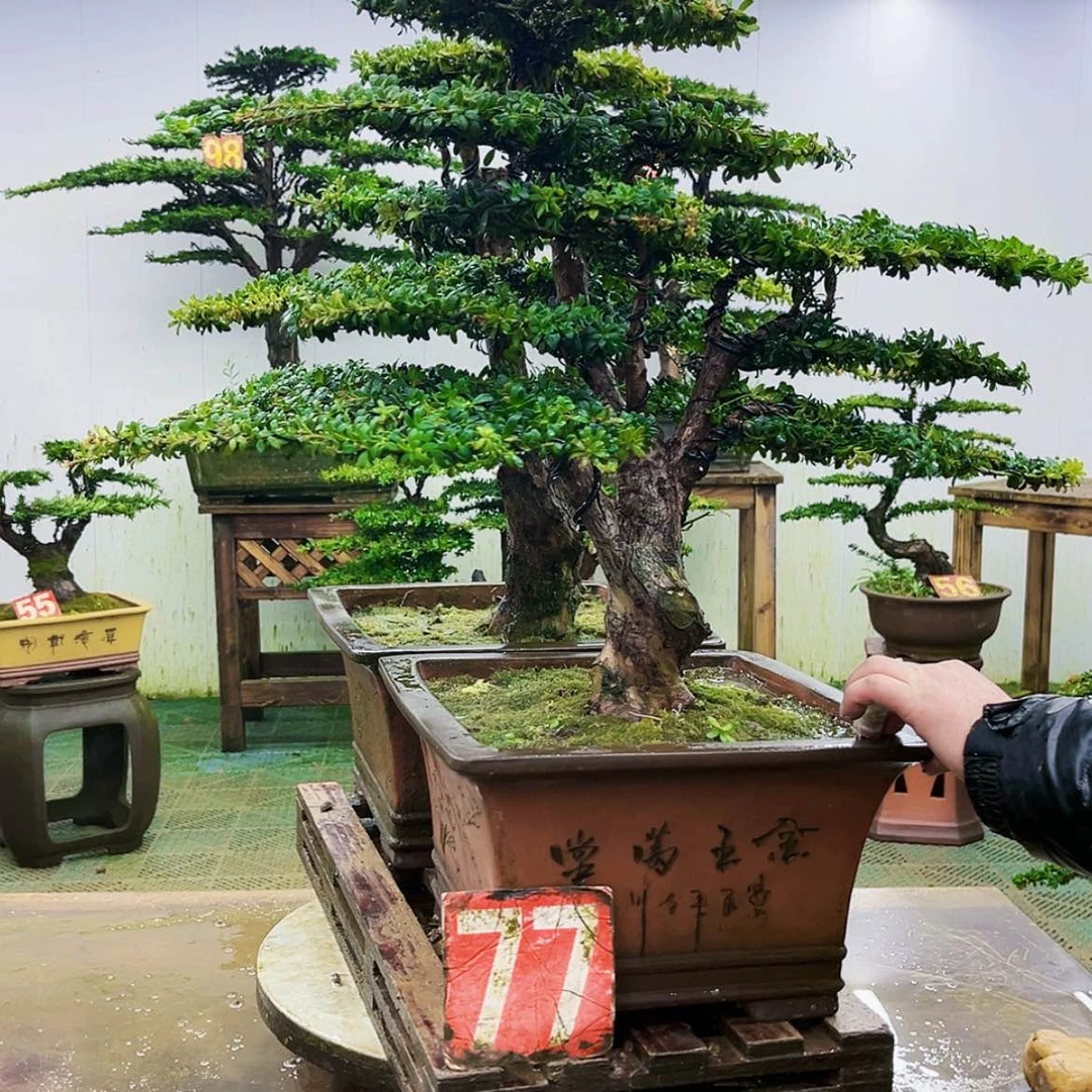 【闪购商品】无花朵