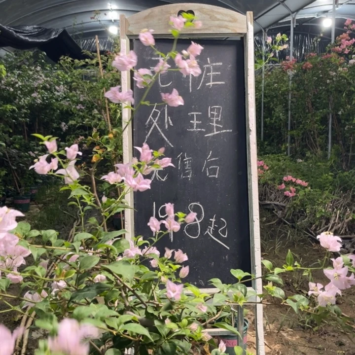 无花朵三角梅三角梅27