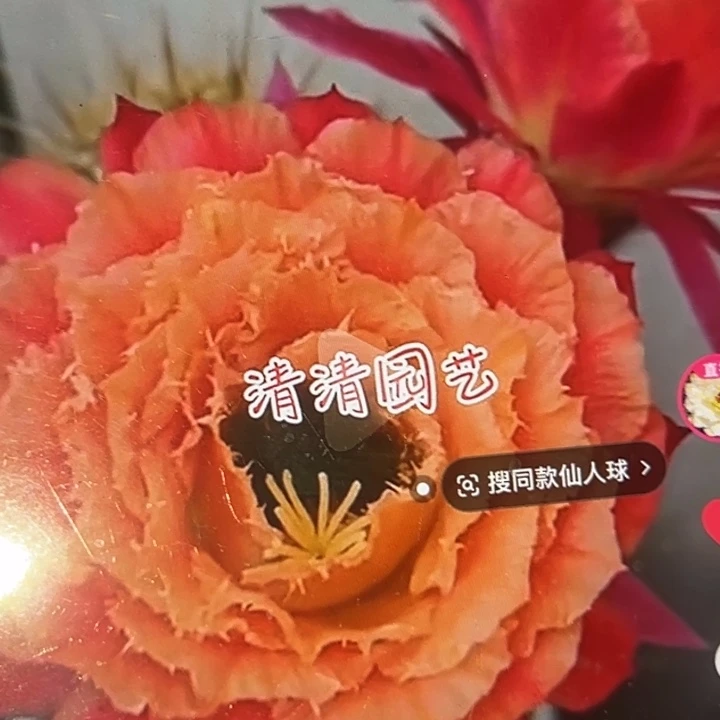 清清3-58根瑕疵有干皮