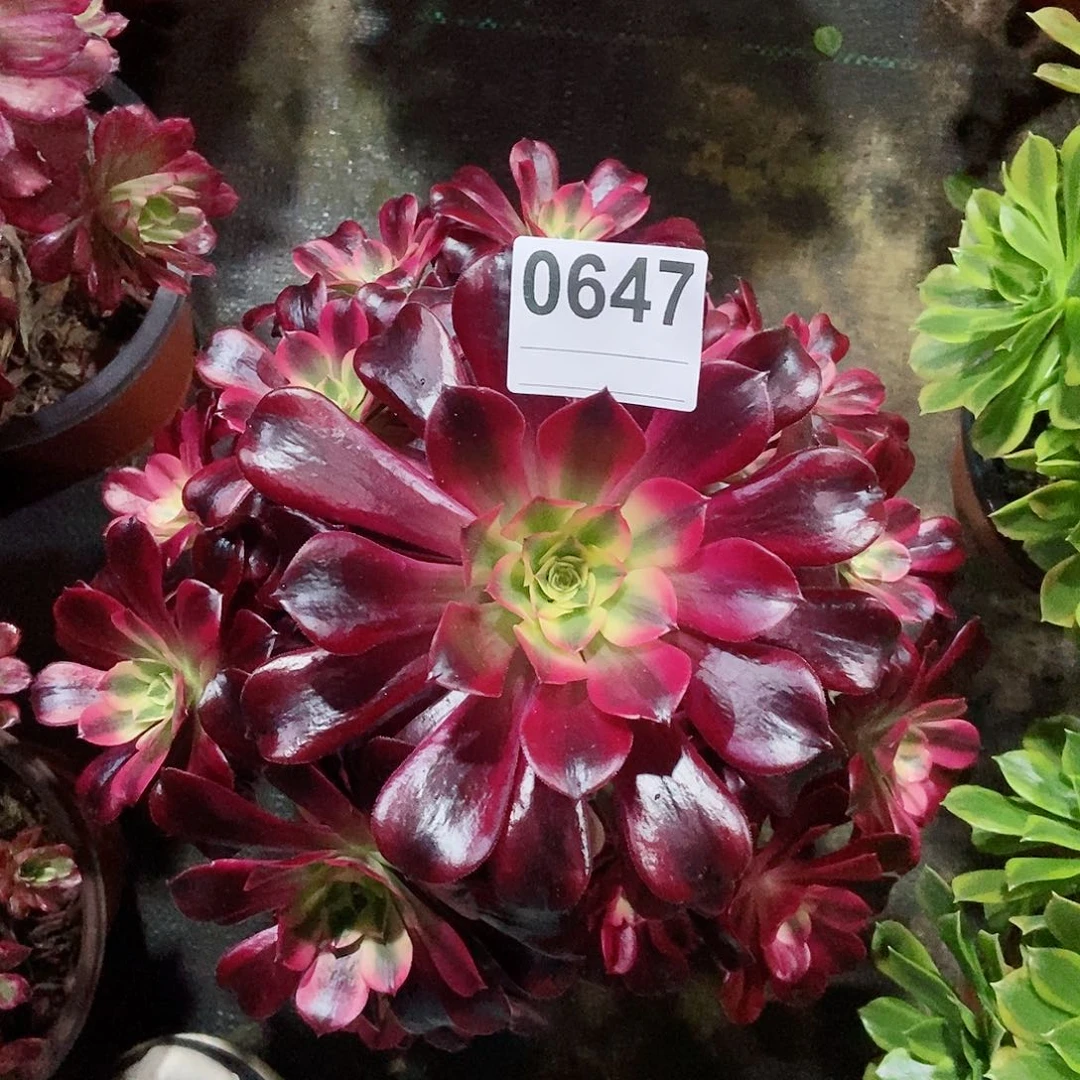 红陶0647美杜莎3多肉