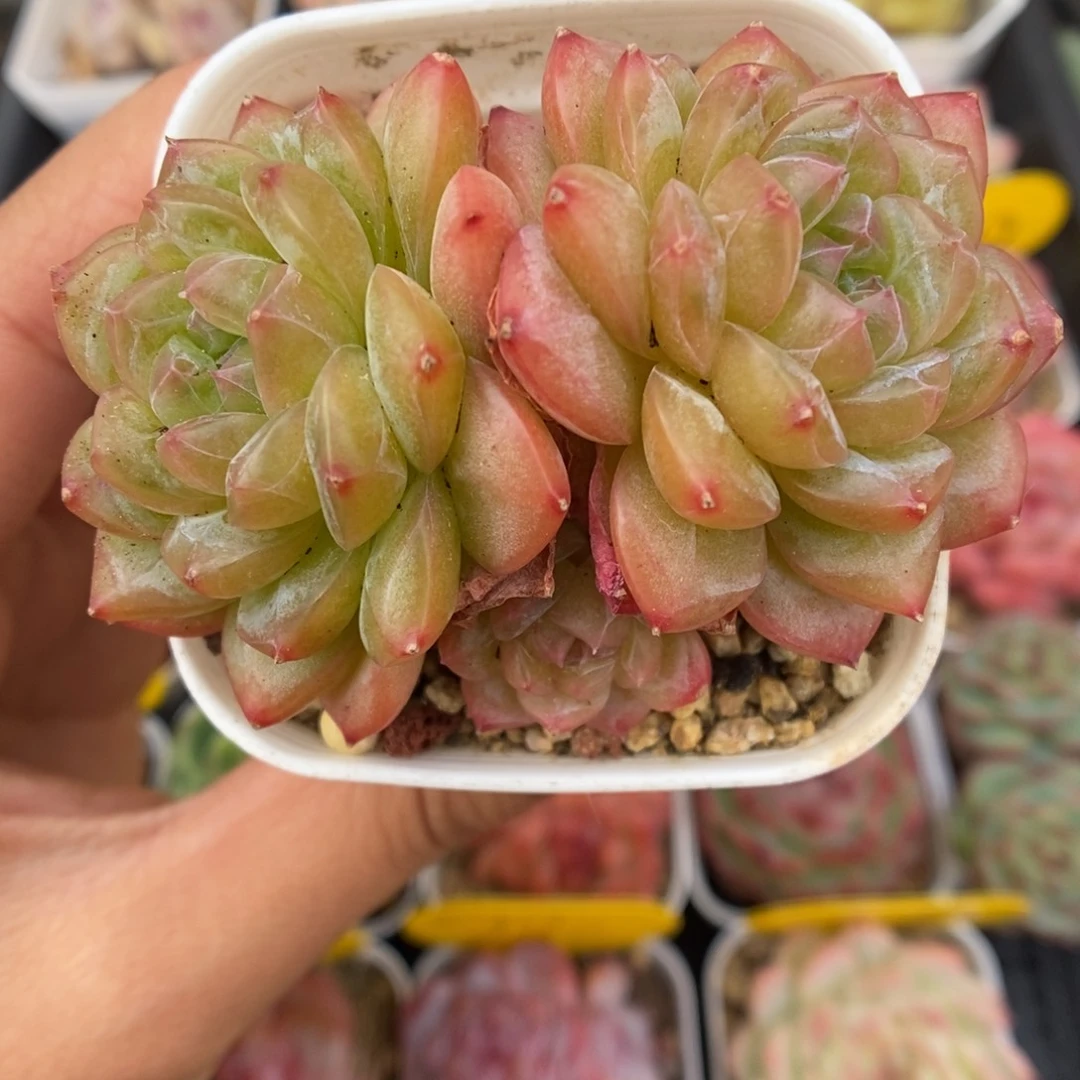 绿晶体珍妮群生700号