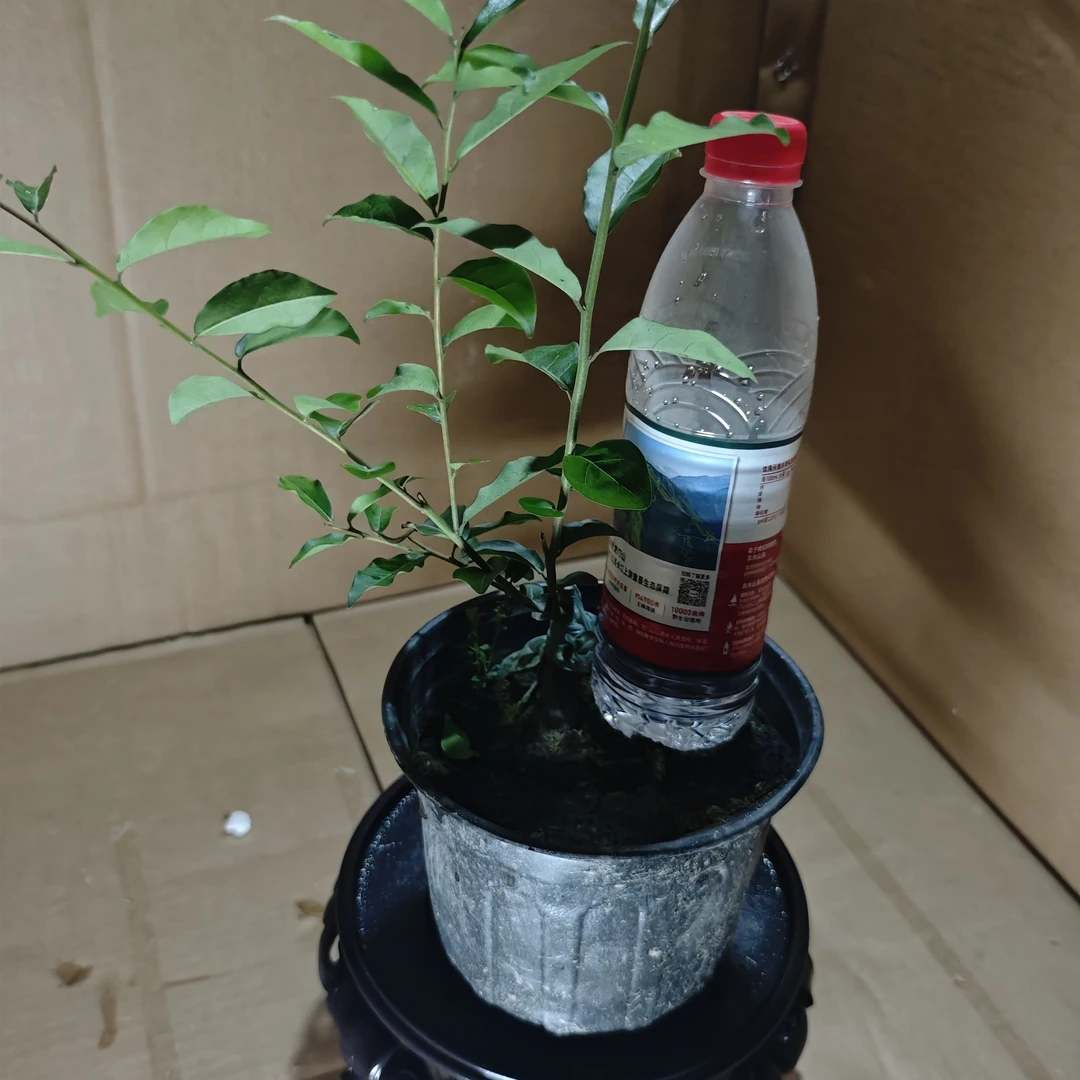金弹子嫁接苗素材通货不挑不选适合种植