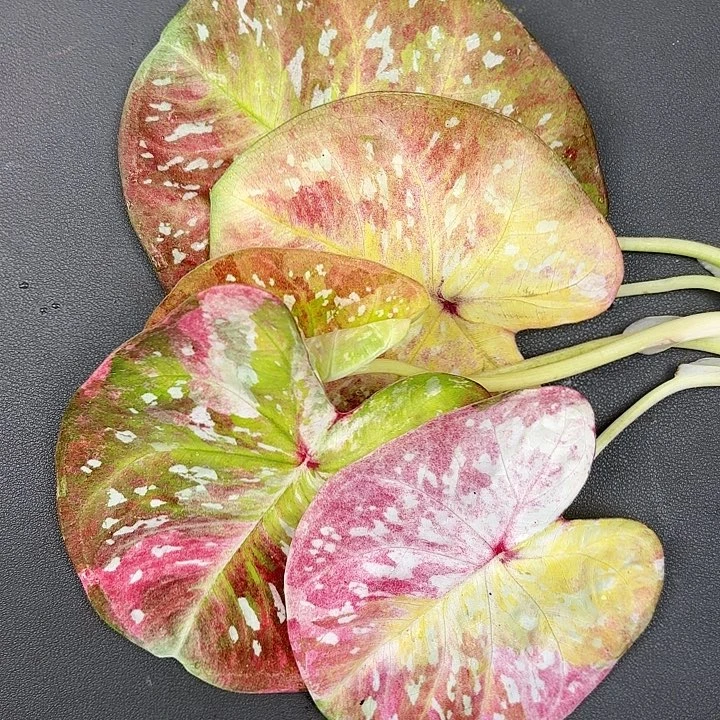 69-0717彩叶芋福利现货