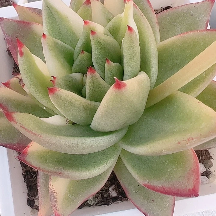 黎***霞多肉植物懂植物