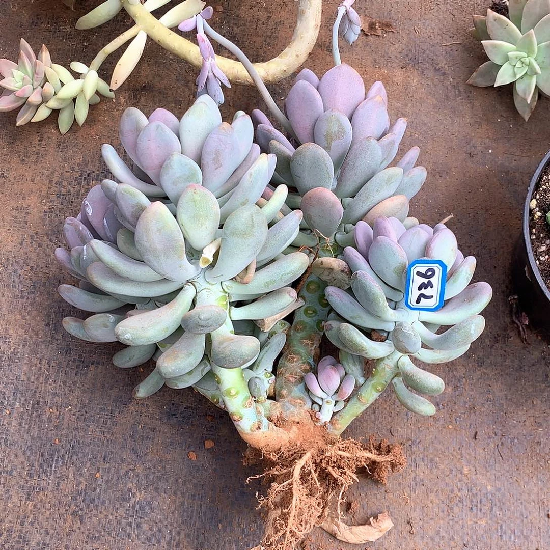 736月美人一物一拍多肉