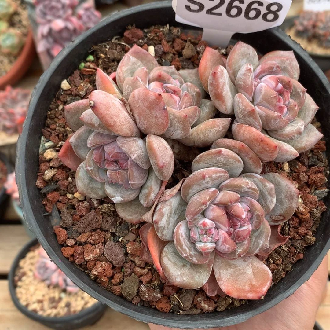 S2668 石榴籽老桩粗腿 不包砍 11cm