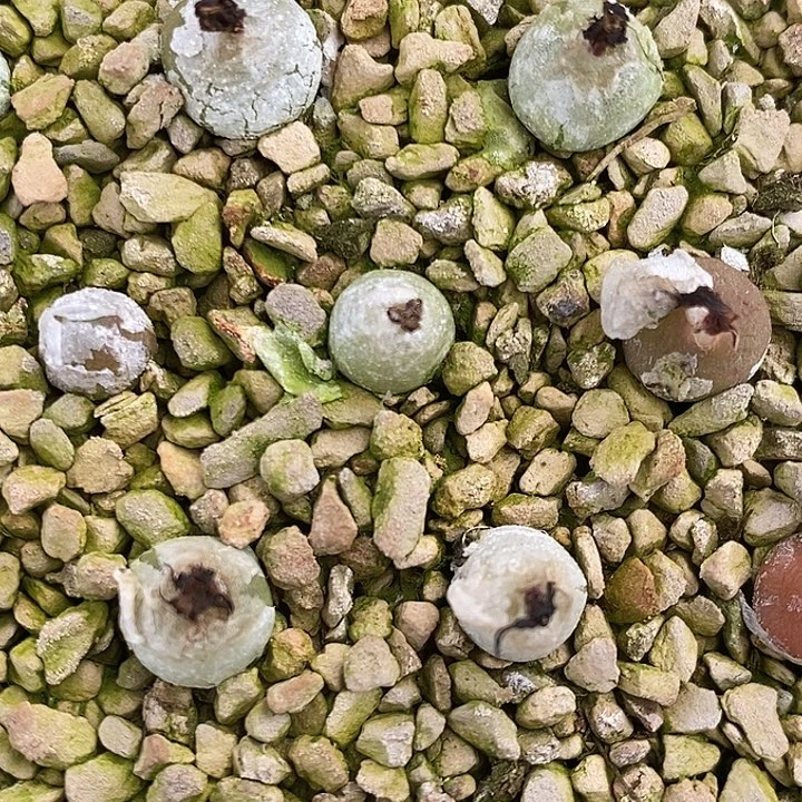 哈默灯泡1颗。
