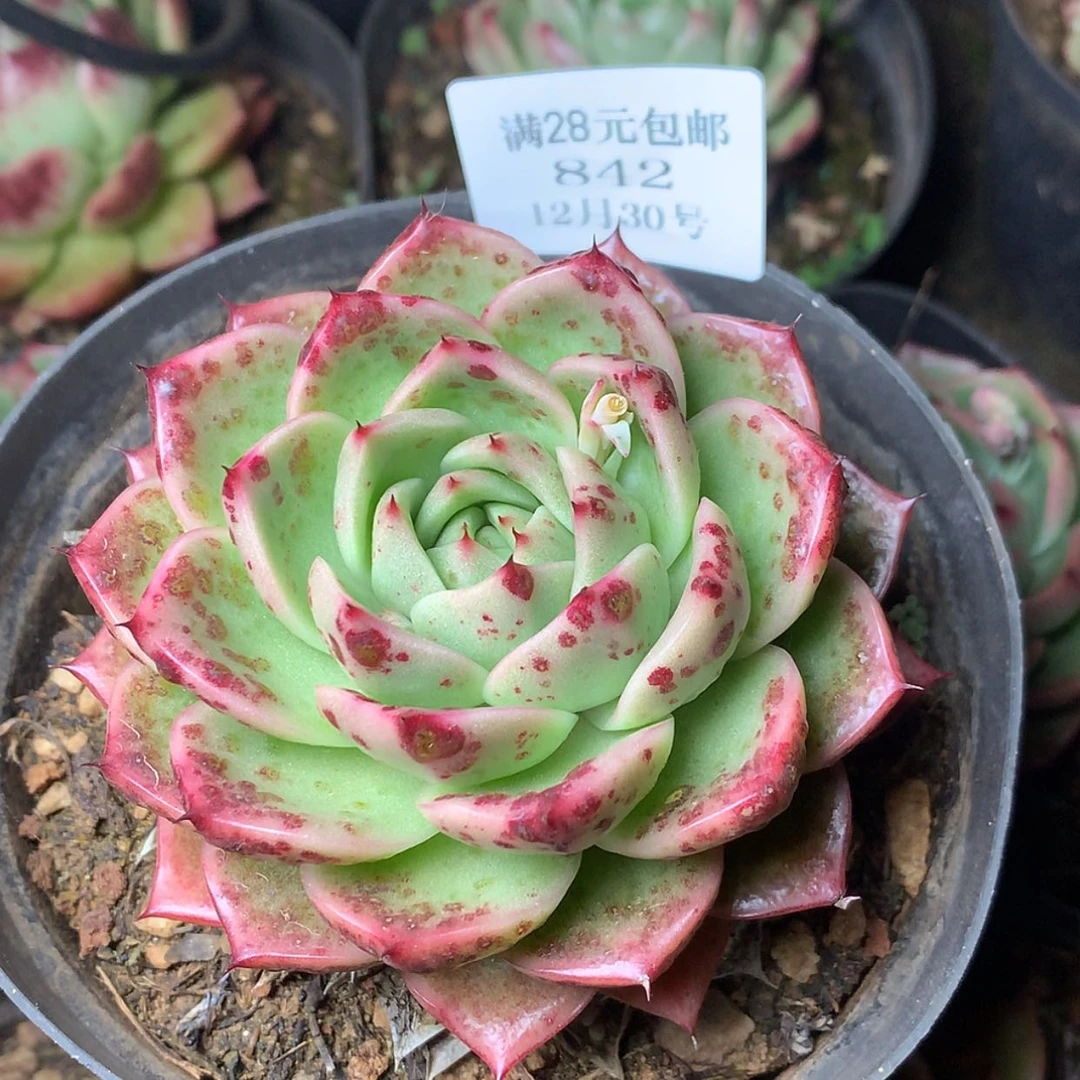 【闪购商品】云842号