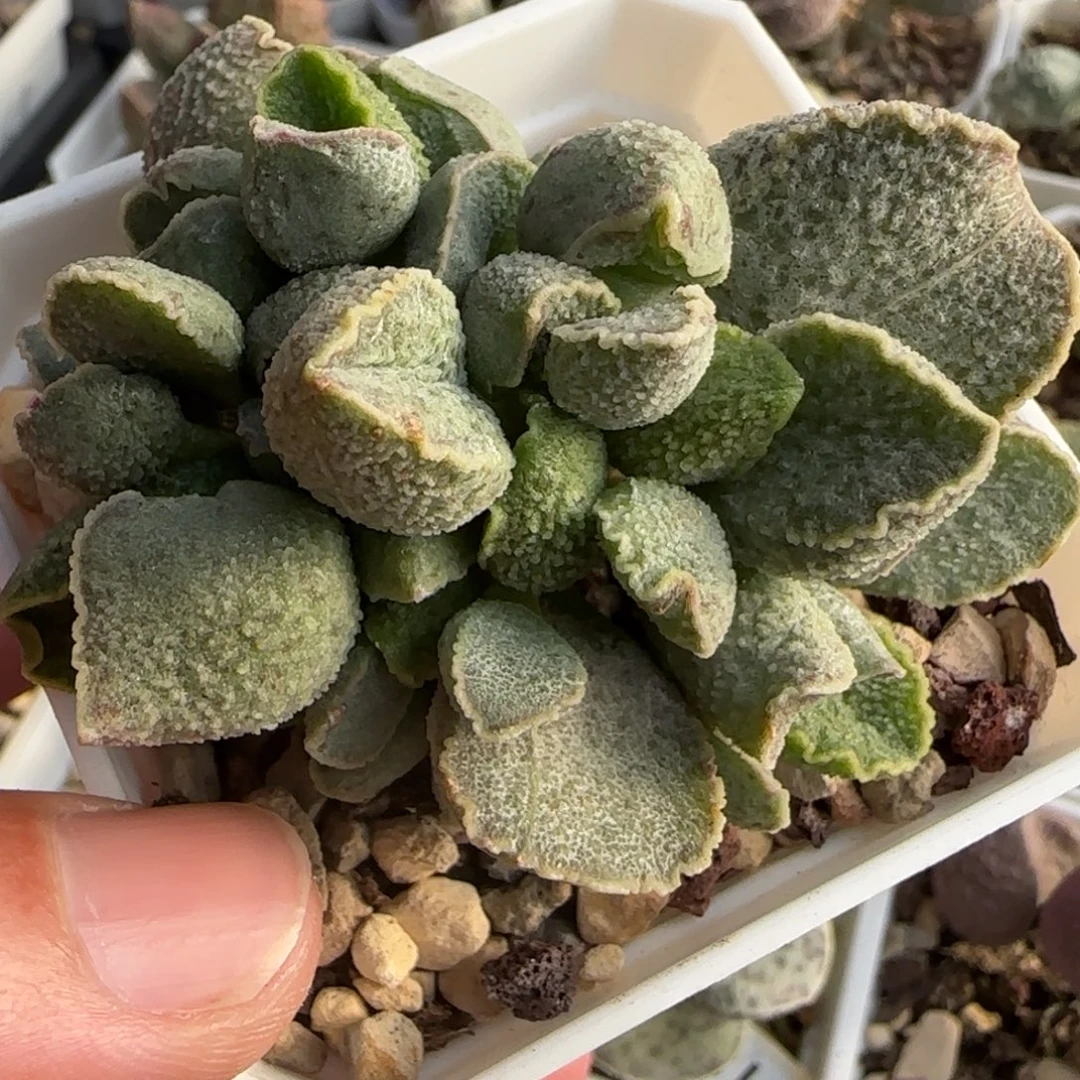 花螺水泡多肉植物