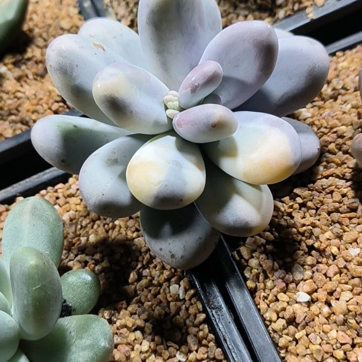呸****原始奶拉丝锦多肉植物
